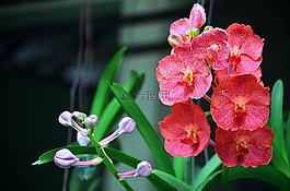 花,蘭花,植物