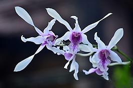 花,蘭花,植物