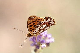 蝴蝶,動物,翼