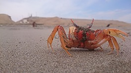 蟹,海灘,方法