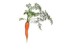 胡蘿卜,葉,植物區(qū)系