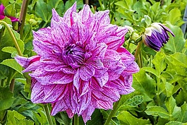 嬌琴紗,粉紅色,開花