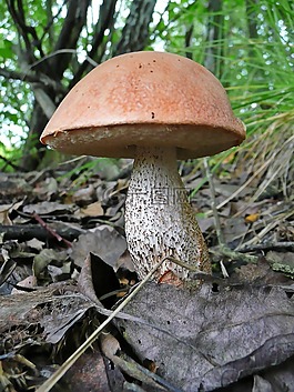蘑菇,podberjozovik,粗糙的牛肝菌