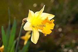 水仙,喇叭水仙,黄色