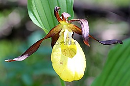 frauenschuh,花,蘭花