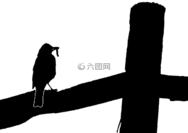 知更鳥,側(cè)影,鳥媽媽