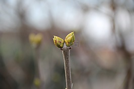 春天,芽