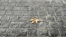 叶子,砖,地板