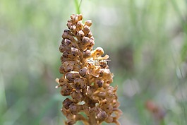 野生,開花,蘭花