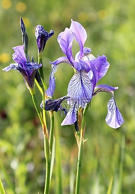鳶尾花,花,百合