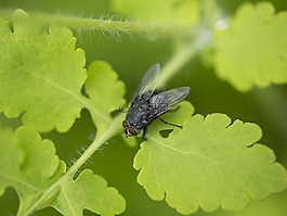 飛,昆蟲(chóng),性質(zhì)
