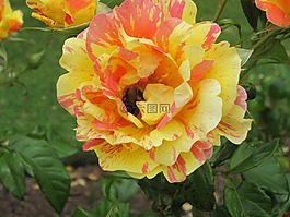 玫瑰,黃色,花