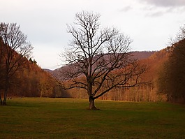 樹(shù),秋季,森林空地