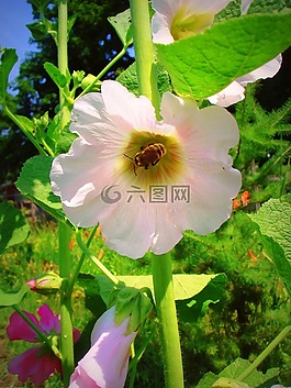 蜀葵,蜜蜂,花