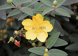 黃色的花,圣約翰草,蓬勃發展