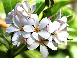 鮮花,自然,美