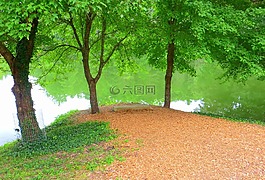 湖,樹,和平
