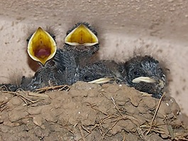 鳥,小雞,巢