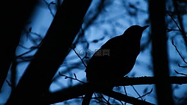 黑鳥,黑色,動物