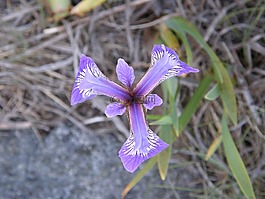 花,鸢尾花,蓝色
