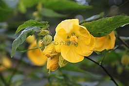 花,黃色,黃色花