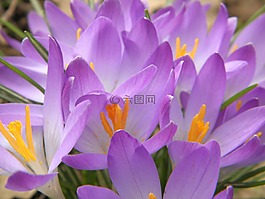 藏紅花,紫,鮮花
