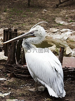 鵜,鳥,動(dòng)物園