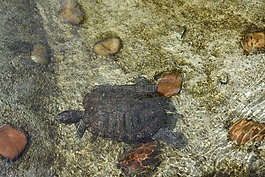 海龜,水,昂貴