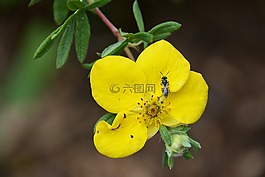 ?？⒓?花,性質(zhì)