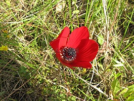 银莲花,花,盛开