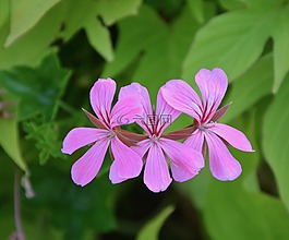粉紅色的花朵,簡單的天竺葵,綠色樹葉