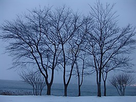 冬季,木材,雪