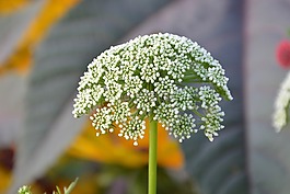 花,白色綠色,形成真菌