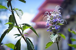 花,植物區(qū)系,自然