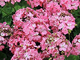 粉紅色,鮮花,自然