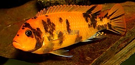 cichlid,魚(yú),非洲