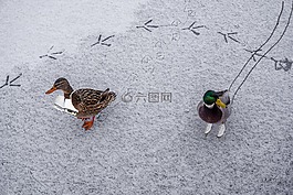 鴨,冰,冰鞋
