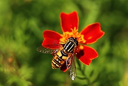 citroenpendel hoverfly,bug,性質(zhì)