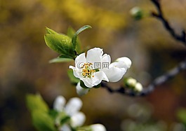 花,白,春天
