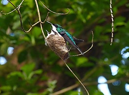 蜂鳥,鳥,哥斯達(dá)黎加的蜂鳥