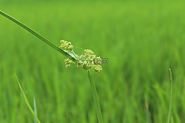 蜘蛛,web,植物
