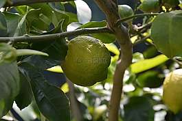檸檬,檸檬植物,葉子