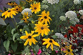 鮮花,花橙色-黃色,地塊