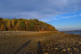 日落,岸,樹