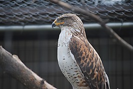 動物園,鳥,生活