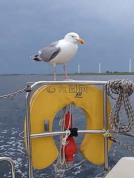 海鷗,鳥,水