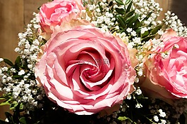 玫瑰,花,復合材料