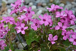 鮮花,紫色花,野花