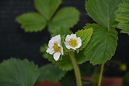 草莓花,白色的花,鮮花