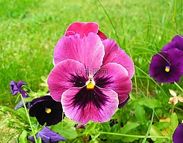潘茜,花卉,庭園